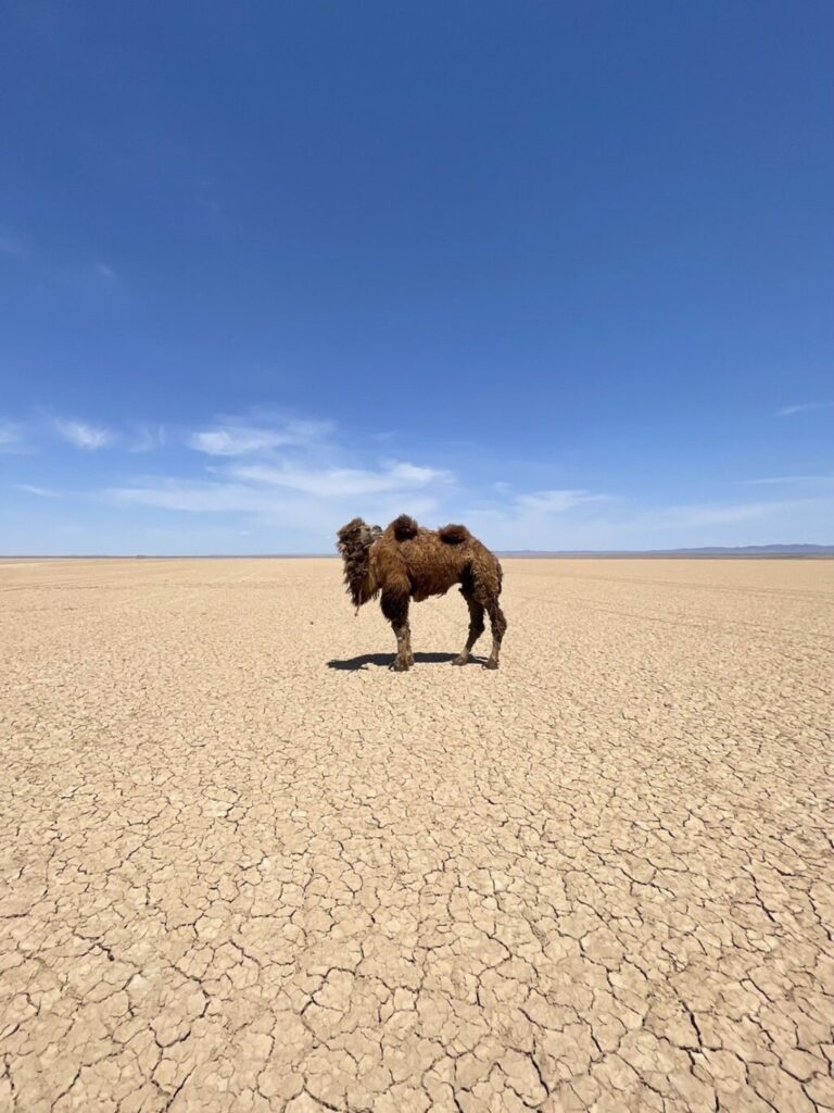 VIVANT 砂漠　モンゴル